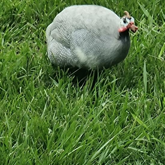 Helmperlhuhn: Tier im Habitat See in der NatureSpots App