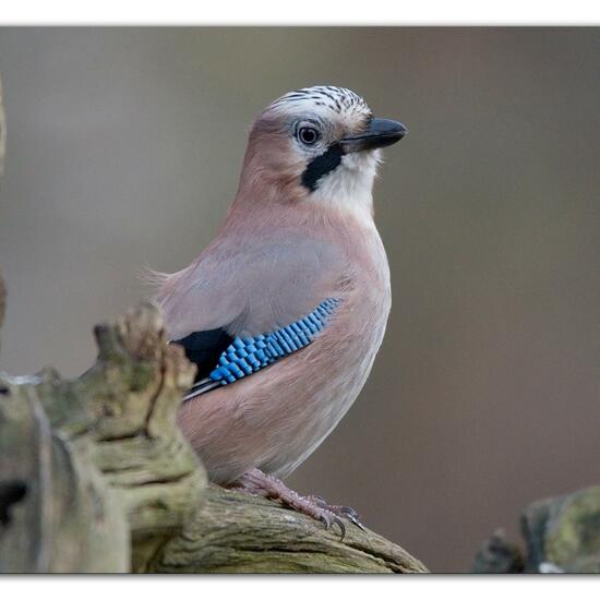 Eurasian Jay: Animal in habitat Backyard in the NatureSpots App