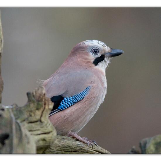 Eurasian Jay: Animal in habitat Backyard in the NatureSpots App