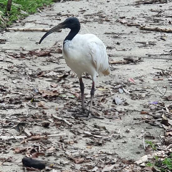 Australian White Ibis: Animal in habitat Park in the NatureSpots App