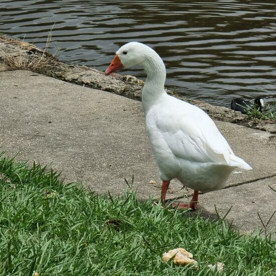 Mallard: Animal in habitat Lake in the NatureSpots App