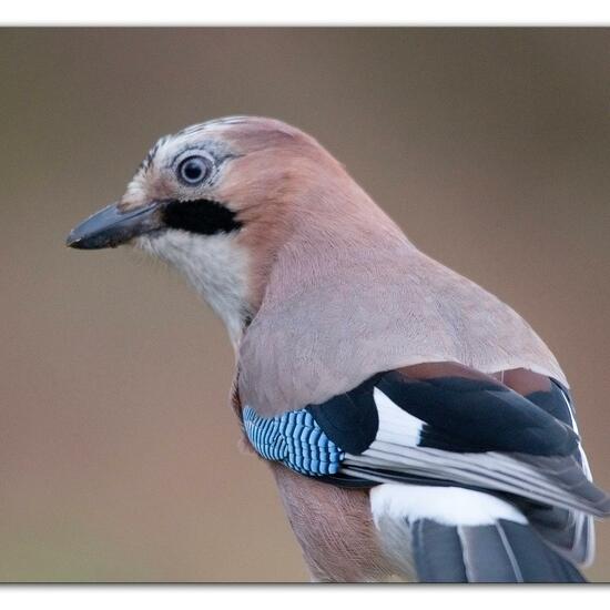 Eurasian Jay: Animal in habitat Backyard in the NatureSpots App