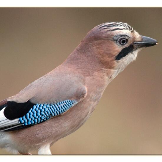 Eurasian Jay: Animal in habitat Backyard in the NatureSpots App