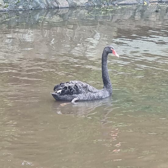 Trauerschwan: Tier im Habitat See in der NatureSpots App