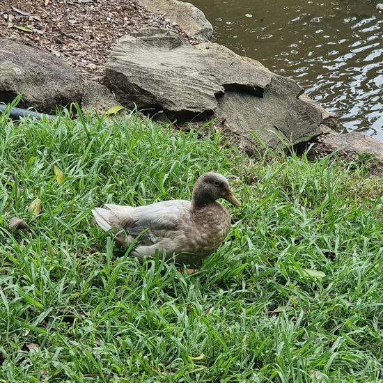 Entenvögel: Tier im Habitat See in der NatureSpots App