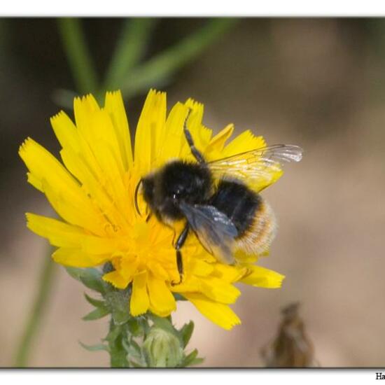 Steinhummel: Tier im Habitat Fluss in der NatureSpots App