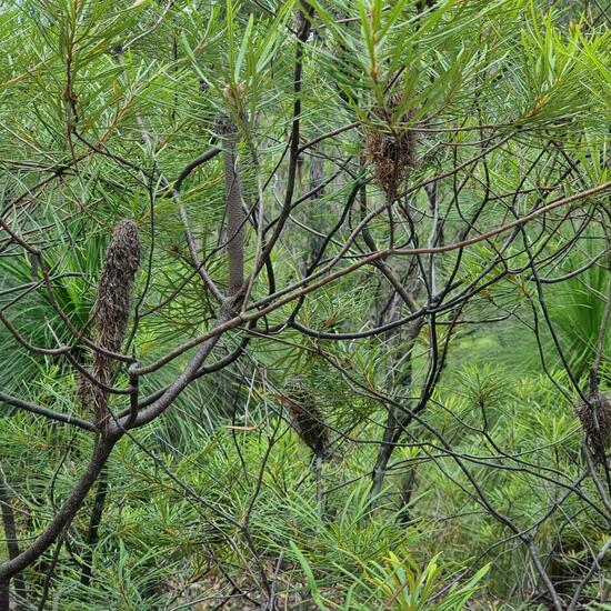 Banksia arborea: Pflanze im Habitat Anderes Waldhabitat in der NatureSpots App