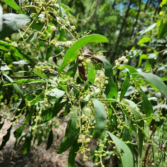 Acacia longifolia subsp. sophorae: Plant in habitat Forest in the NatureSpots App