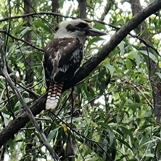 Laughing kookaburra: Animal in habitat Forest in the NatureSpots App