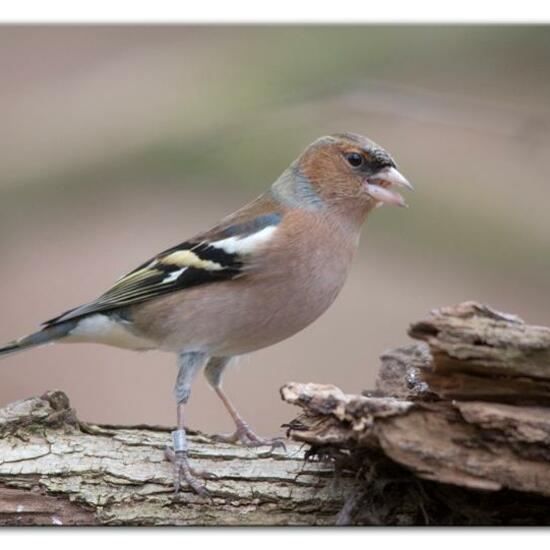 Buchfink: Tier im Habitat Hinterhof in der NatureSpots App