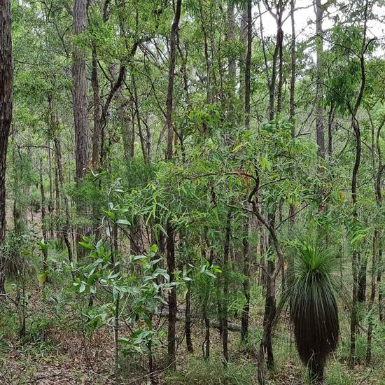 Landschaft: Wald im Habitat Anderes Waldhabitat in der NatureSpots App