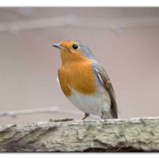 European robin: Animal in habitat Backyard in the NatureSpots App