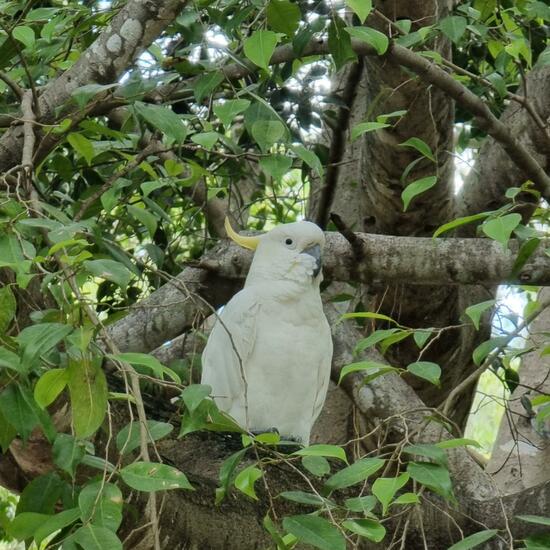 Sulphur-crested Cockatoo: Animal in nature in the NatureSpots App