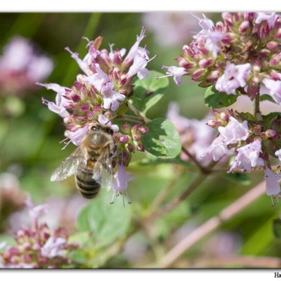 Westliche Honigbiene: Tier im Habitat Fluss in der NatureSpots App