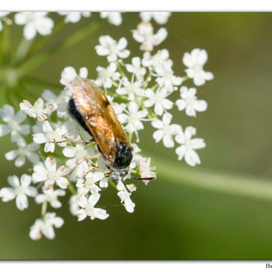 Arge ustulata: Tier im Habitat Fluss in der NatureSpots App