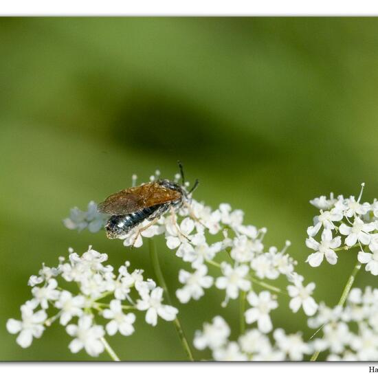 Arge ustulata: Tier im Habitat Fluss in der NatureSpots App