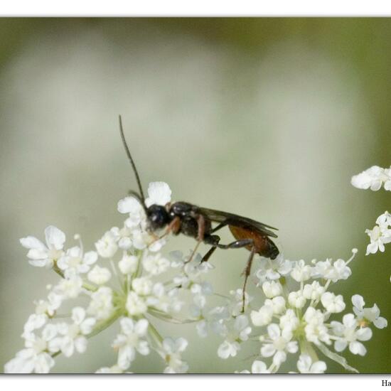 Schlupfwespen: Tier im Habitat Fluss in der NatureSpots App