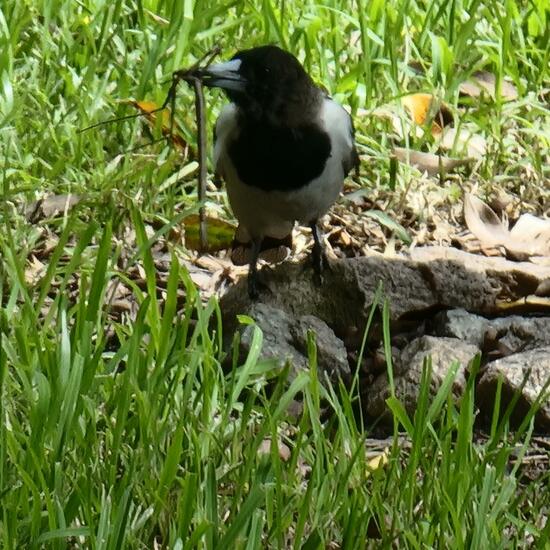 Pied Butcherbird: Animal in habitat Park in the NatureSpots App