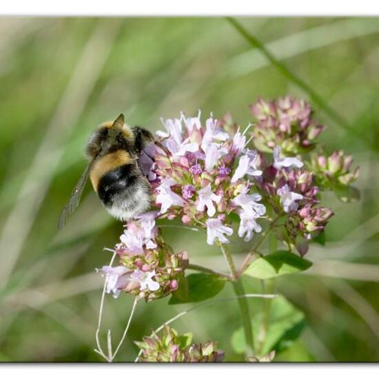 Hellgelbe Erdhummel: Tier im Habitat Fluss in der NatureSpots App