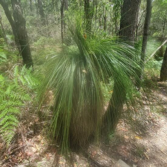 Unknown species: Plant in habitat Forest in the NatureSpots App