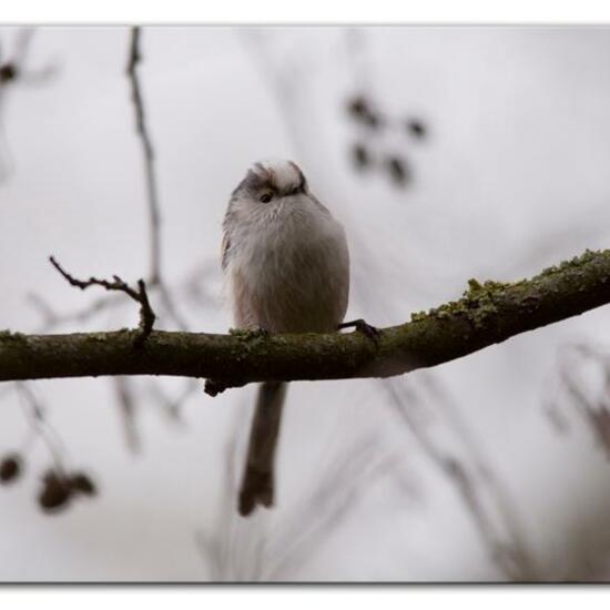 Schwanzmeise: Tier im Habitat Hinterhof in der NatureSpots App