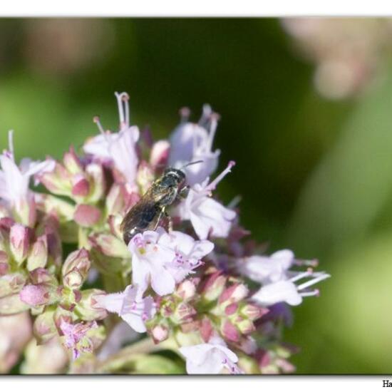 Eine unbekannte Art: Tier im Habitat Fluss in der NatureSpots App