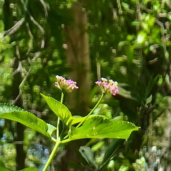 Lantana camara: Plant in habitat Forest in the NatureSpots App