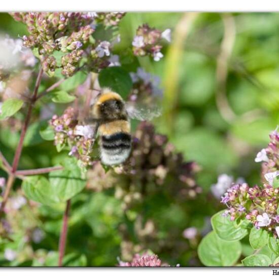 Hellgelbe Erdhummel: Tier im Habitat Fluss in der NatureSpots App