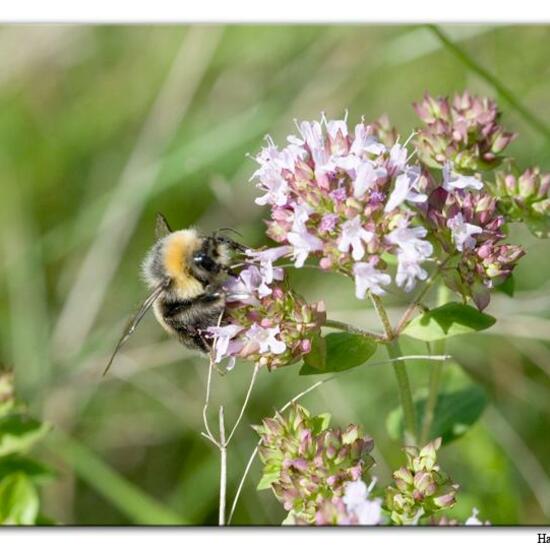 Hellgelbe Erdhummel: Tier im Habitat Fluss in der NatureSpots App