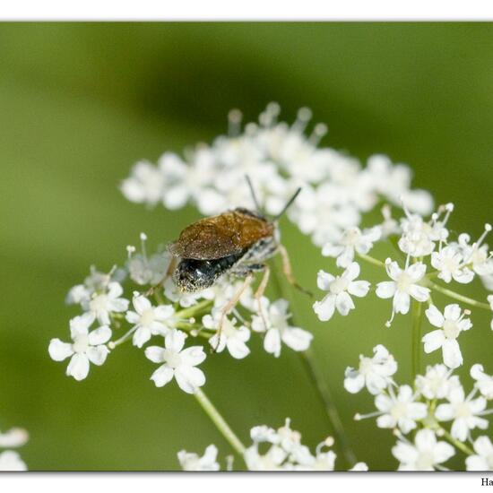 Arge ustulata: Tier im Habitat Fluss in der NatureSpots App