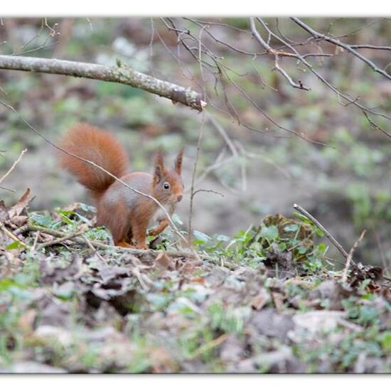 Eurasisches Eichhörnchen: Tier im Habitat Hinterhof in der NatureSpots App