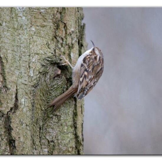 Short-toed Treecreeper: Animal in habitat Backyard in the NatureSpots App