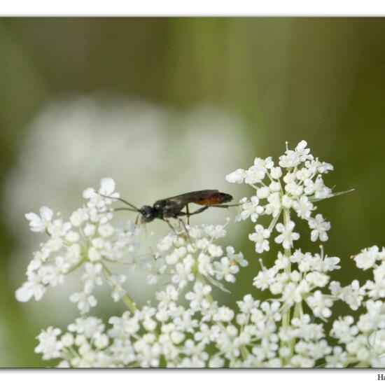 Eine unbekannte Art: Tier im Habitat Fluss in der NatureSpots App