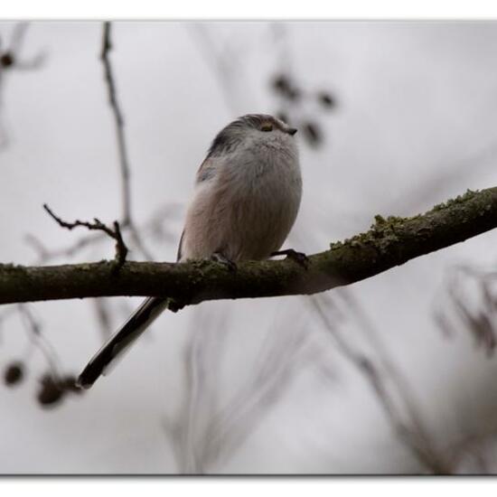 Schwanzmeise: Tier im Habitat Hinterhof in der NatureSpots App