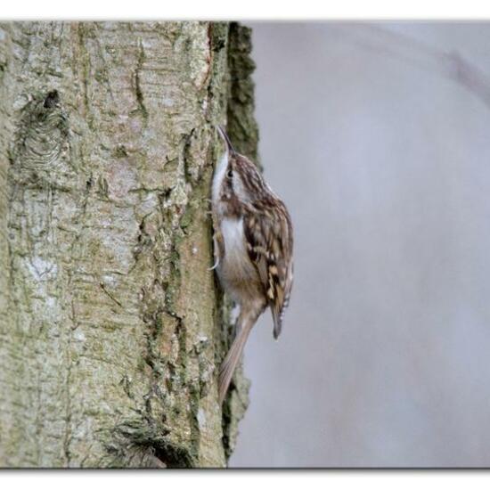 Short-toed Treecreeper: Animal in habitat Backyard in the NatureSpots App