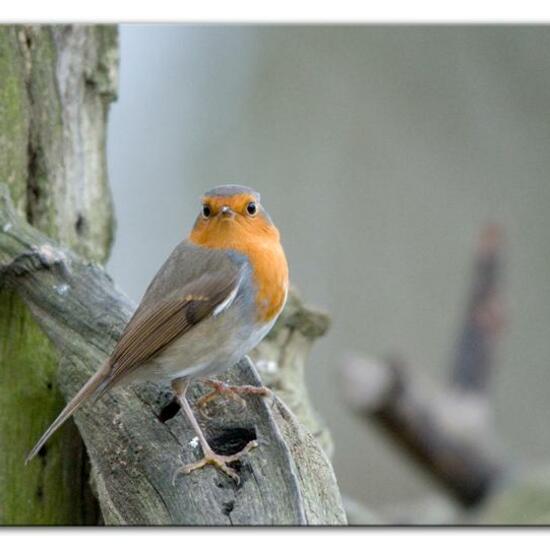 Rotkehlchen: Tier im Habitat Hinterhof in der NatureSpots App