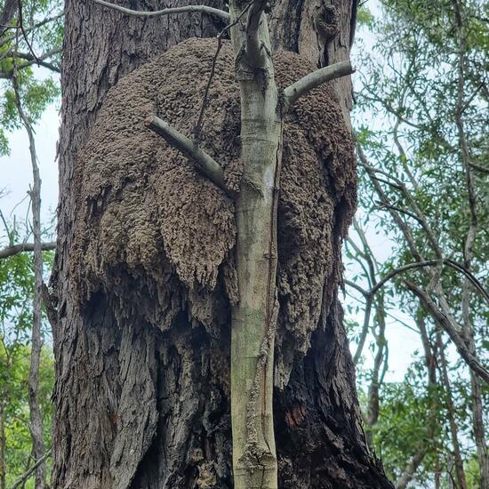 Termitelia: Tier im Habitat Anderes Waldhabitat in der NatureSpots App