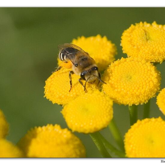 Eine unbekannte Art: Tier im Habitat Fluss in der NatureSpots App