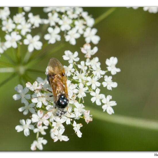 Arge ustulata: Tier im Habitat Fluss in der NatureSpots App