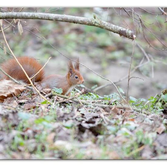 Eurasisches Eichhörnchen: Tier im Habitat Hinterhof in der NatureSpots App