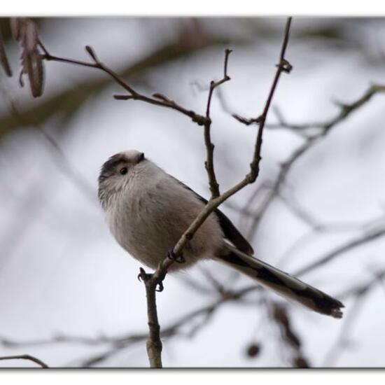 Aegithalos caudatus: Animal in habitat Backyard in the NatureSpots App