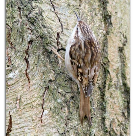 Short-toed Treecreeper: Animal in habitat Backyard in the NatureSpots App