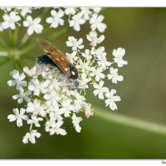 Arge ustulata: Tier im Habitat Fluss in der NatureSpots App