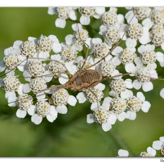 Phalangium opilio: Tier im Habitat Fluss in der NatureSpots App