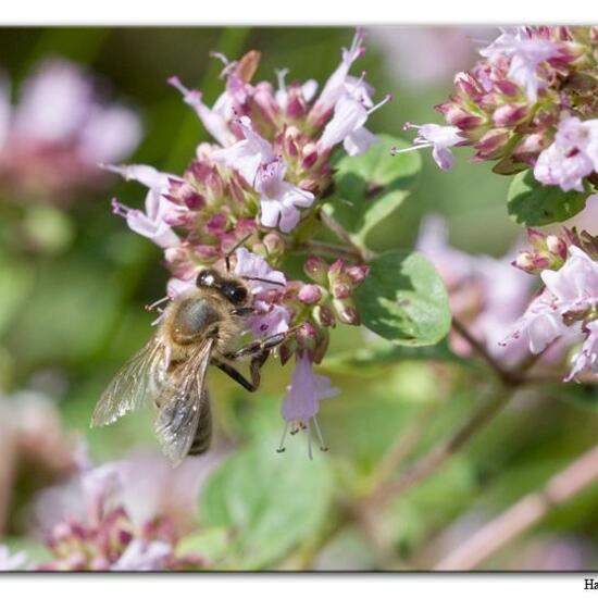 Westliche Honigbiene: Tier im Habitat Fluss in der NatureSpots App