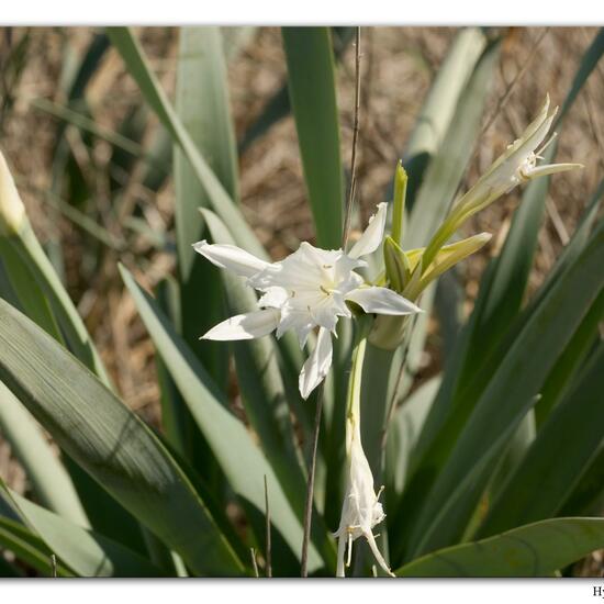 Pancratium maritimum: Plant in habitat Sandy coast in the NatureSpots App