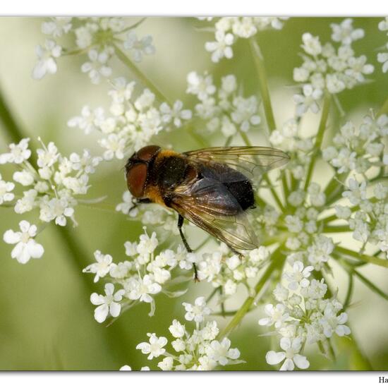 Phasia hemiptera: Tier im Habitat Fluss in der NatureSpots App