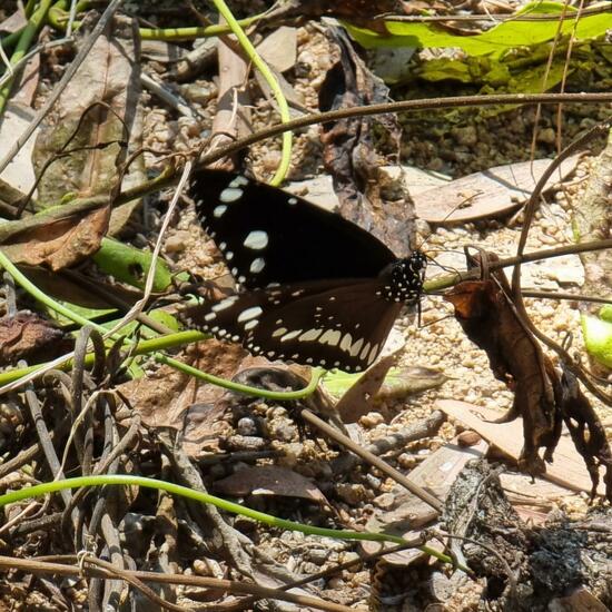 Euploea core: Animal in habitat Park in the NatureSpots App