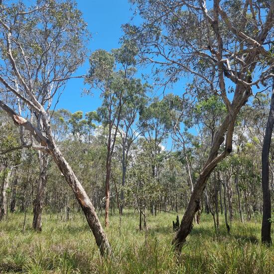 Landschaft: Wald im Habitat Anderes Waldhabitat in der NatureSpots App