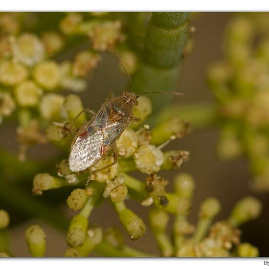 Liorhyssus hyalinus: Tier im Habitat Felsküste in der NatureSpots App